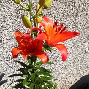 Meet your Posher, Florence